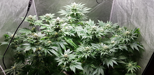Growreport Bild 7