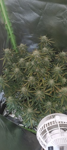 Growreport Bild 6