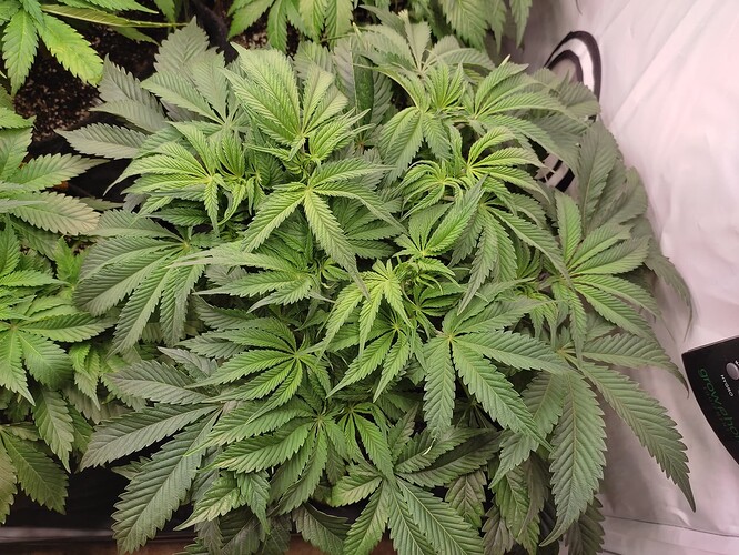 Growreport Bild 8
