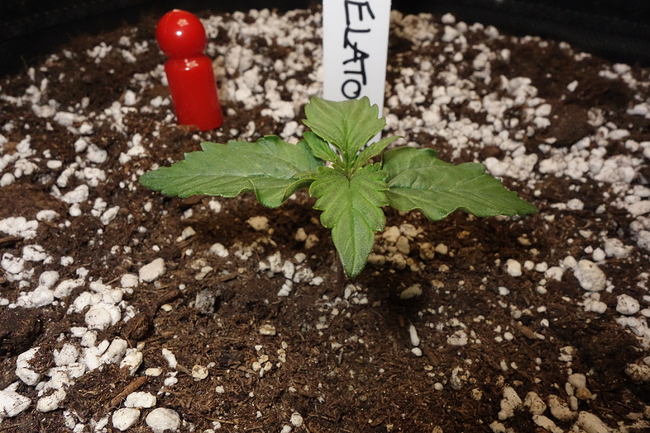 Growreport Bild 9