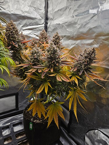 Growreport Bild 37