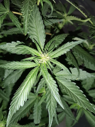 Growreport Bild 3