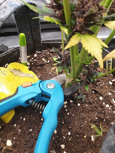 Growreport Bild 3