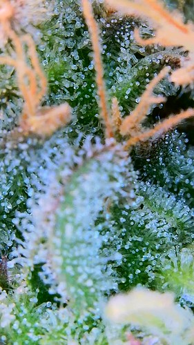 Growreport Bild 20
