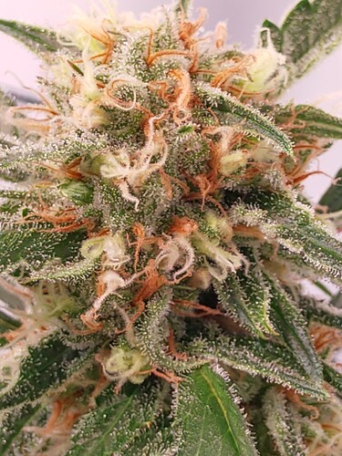 Growreport Bild 14