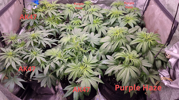 Growreport Bild 4