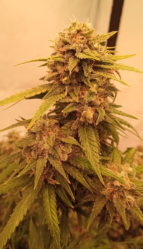 Growreport Bild 40