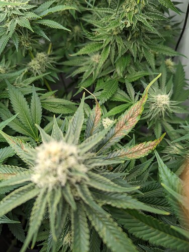 Growreport Bild 6