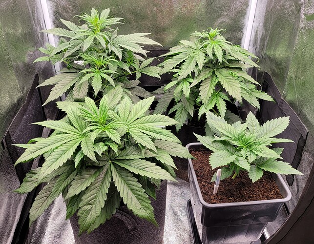 Growreport Bild 192
