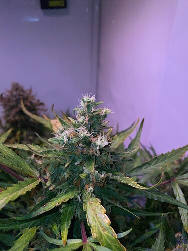 Growreport Bild 4