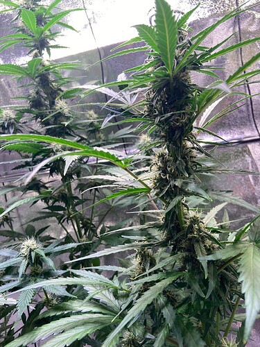 Growreport Bild 8