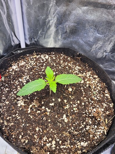Growreport Bild 6
