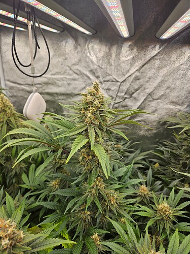Growreport Bild 28
