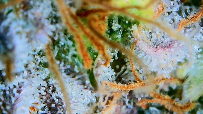 Growreport Bild 6