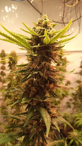 Growreport Bild 43