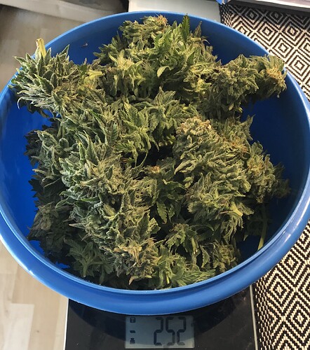 Growreport Bild 1