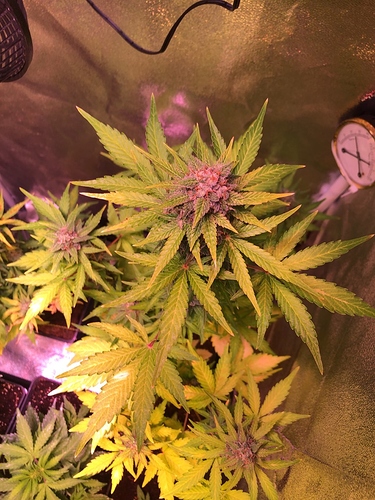 Growreport Bild 7