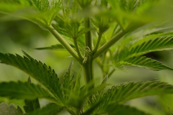 Growreport Bild 1