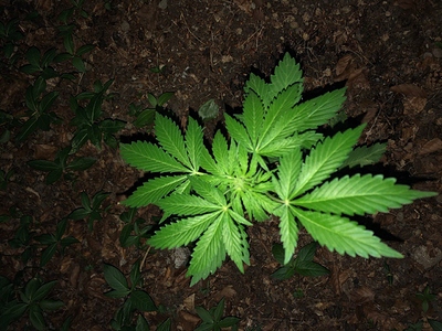 Growreport Bild 54