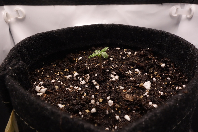 Growreport Bild 2
