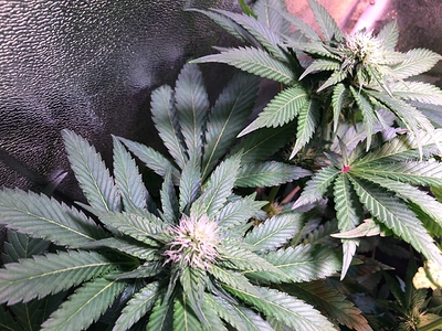 Growreport Bild 29