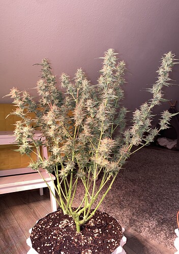 Growreport Bild 1