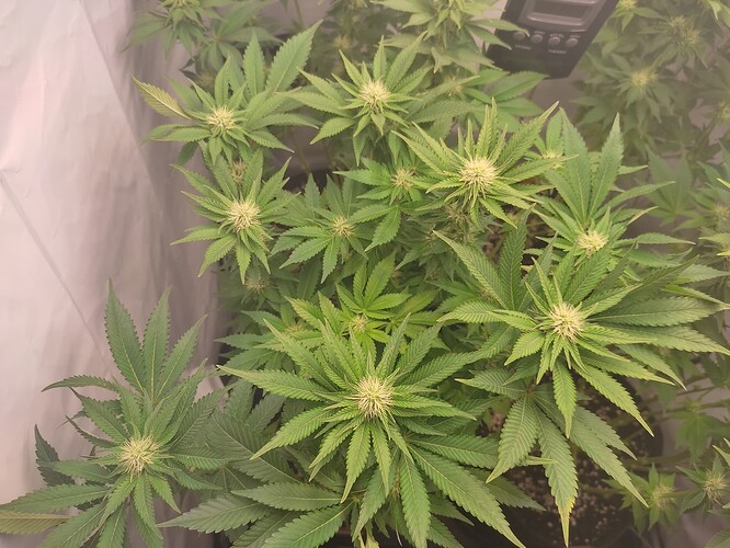 Growreport Bild 24
