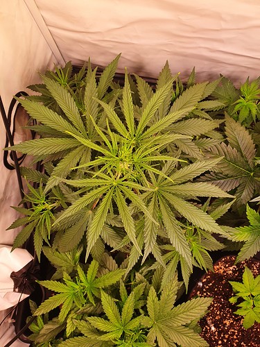 Growreport Bild 17