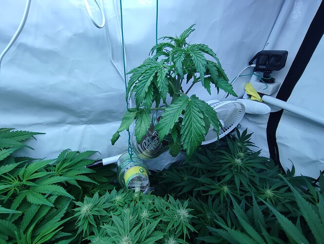 Growreport Bild 28