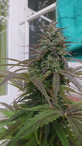 Growreport Bild 12