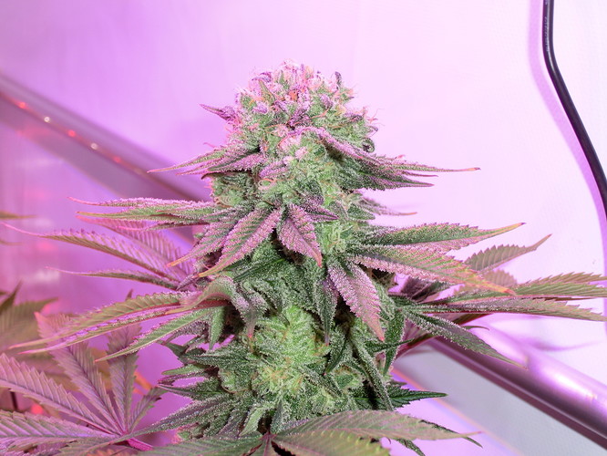 Growreport Bild 6