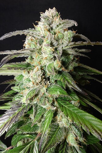 Growreport Bild 1