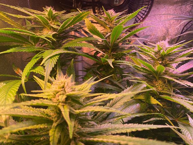 Growreport Bild 39