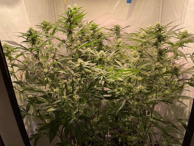 Growreport Bild 4
