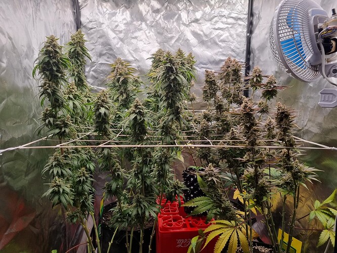 Growreport Bild 28