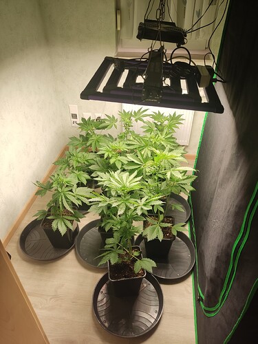 Growreport Bild 6
