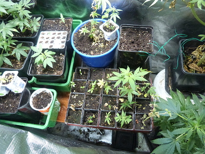 Growreport Bild 9