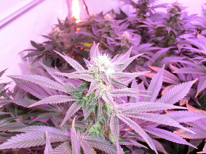 Growreport Bild 10