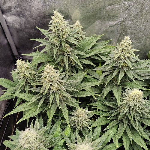 Growreport Bild 6