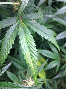 Growreport Bild 12