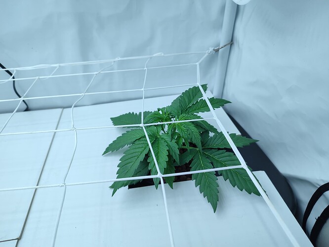 Growreport Bild 17
