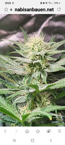 Growreport Bild 17
