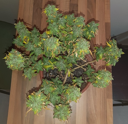 Growreport Bild 2