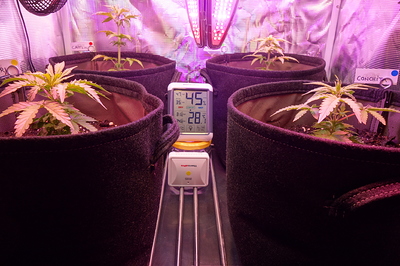 Vier junge Cannabispflanzen in Vlies-Töpfen unter einer LED-Wachstumslampe. Ein Hygrometer zeigt 45% Luftfeuchtigkeit und 28,2°C an.