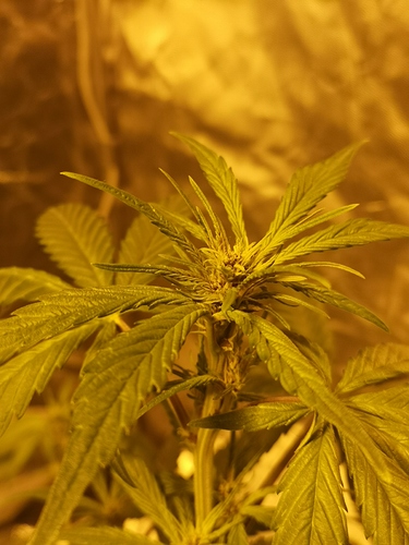 Growreport Bild 4