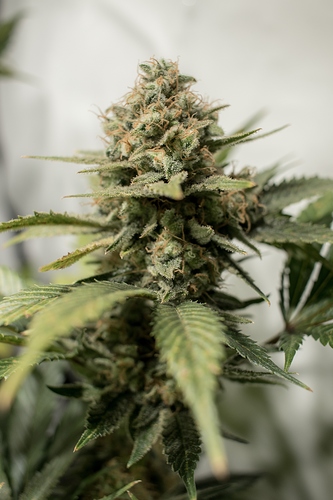 Growreport Bild 5