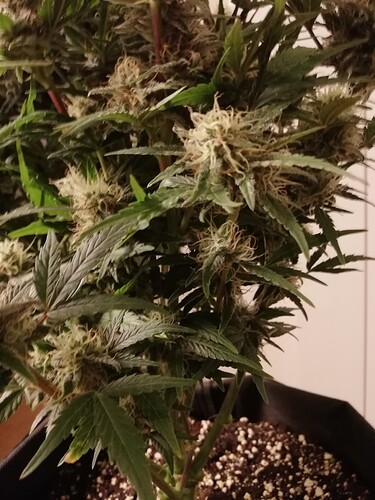 Mimosa_231221-3