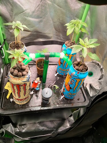 Growreport Bild 2