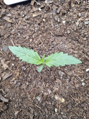 Growreport Bild 26