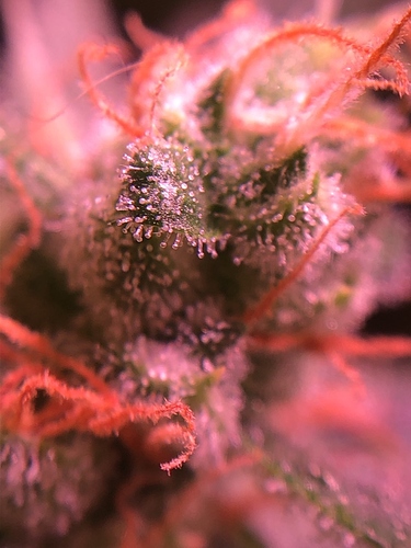 Growreport Bild 28